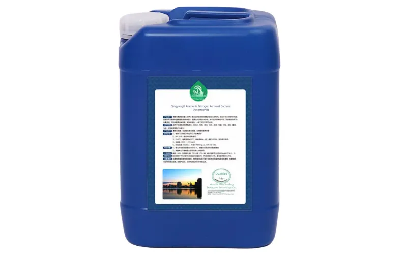 Amonyak Azotu Giderme Bakterileri (Ototrofik)