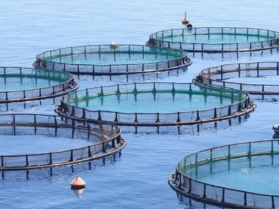 Anaerobik Biyo-Uyarıcı